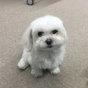 白い犬