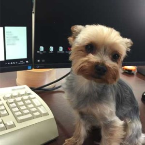 首をかしげる茶色の犬