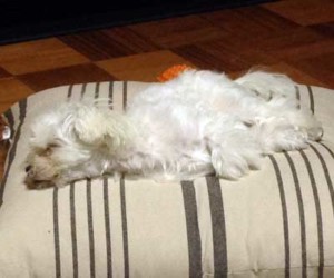 寝ている白色の犬