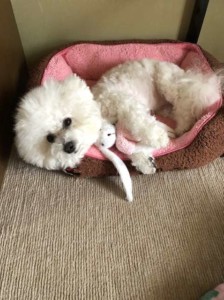 ペット用ベッドに横になっている白い犬