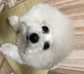 白い犬トリミングしたばかり