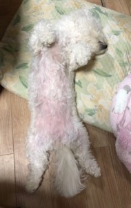 白い犬がおなかを出して寝ている