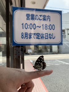 ゴマダラチョウがスタッフの手にとまっている画像
