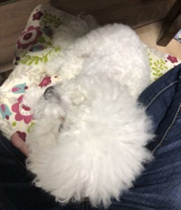 膝の上で甘える白い犬