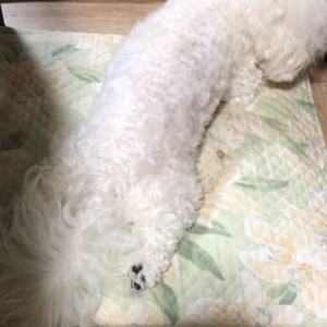 座布団の上で伸びた白い犬