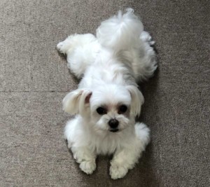 寝ている白い犬